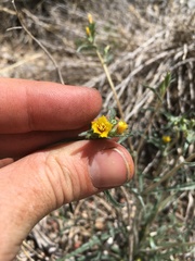 Mentzelia montana