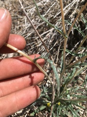 Mentzelia montana
