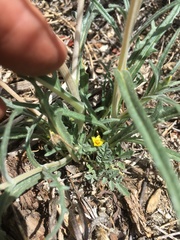 Mentzelia montana