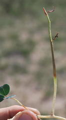 Indigofera procumbens