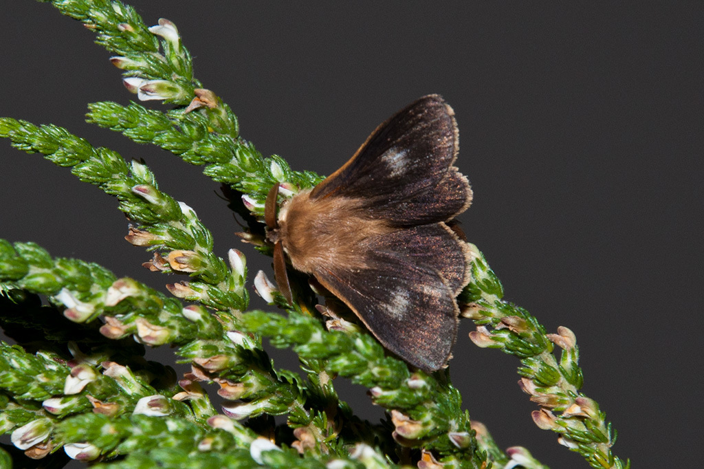 Mountain White-spot