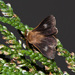 Mesocelis monticola - Photo (c) magriet b,  זכויות יוצרים חלקיות (CC BY-SA), הועלה על ידי magriet b