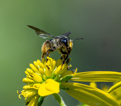 Andrena aliciae