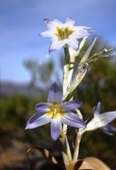 Moraea speciosa