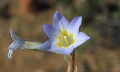 Moraea speciosa