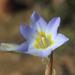Moraea speciosa - Photo (c) Alan Horstmann, some rights reserved (CC BY-NC), uploaded by Alan Horstmann