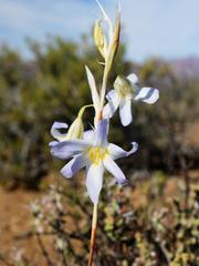 Moraea speciosa