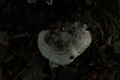 Fungi