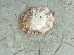 Patelloida saccharina