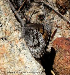 Thestor rooibergensis