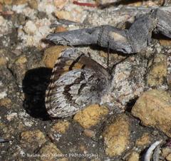 Thestor rooibergensis