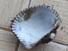 Lunarca