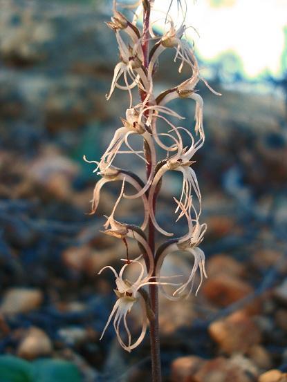 Namaqua Hair Orchid