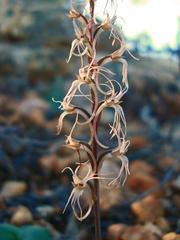 Holothrix filicornis