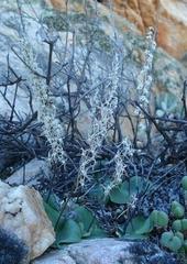 Holothrix filicornis