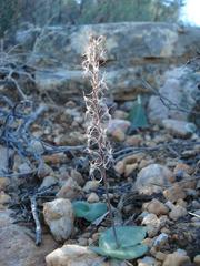 Holothrix filicornis