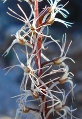 Holothrix filicornis