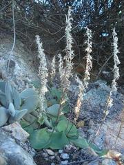 Holothrix filicornis