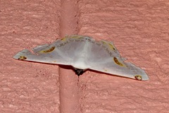 Sericoptera