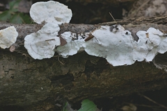 Skeletocutis semipileata