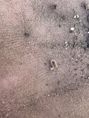 Vermileo