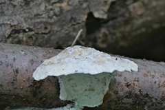 Skeletocutis semipileata