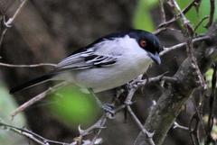 Dryoscopus cubla hamatus