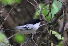 Dryoscopus cubla hamatus