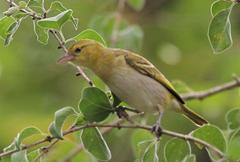 Anaplectes rubriceps rubriceps