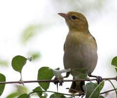 Anaplectes rubriceps rubriceps