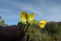 Rhynchosia chrysoscias