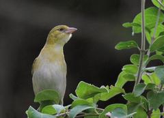 Anaplectes rubriceps rubriceps