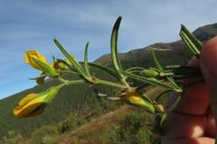 Rhynchosia chrysoscias