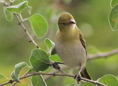 Anaplectes rubriceps rubriceps