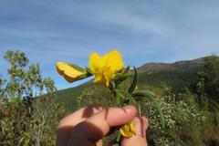 Rhynchosia chrysoscias