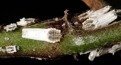 Monophlebidae