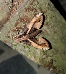 Xylophanes ceratomioides