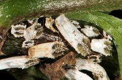 Monophlebidae
