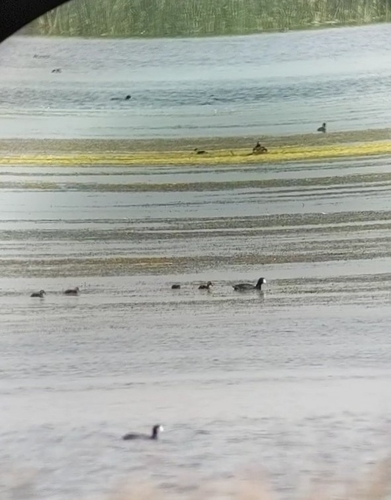 American Coot photographed in North Dakota