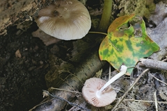 Pluteus septocystidiatus