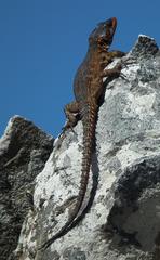 Pseudocordylus microlepidotus microlepidotus