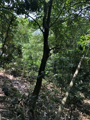 Ficus irisana