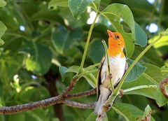 Anaplectes rubriceps rubriceps