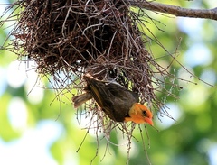 Anaplectes rubriceps rubriceps