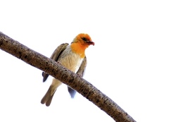 Anaplectes rubriceps rubriceps