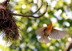 Anaplectes rubriceps rubriceps