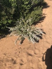 Thryptomene saxicola