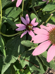 Agapostemon virescens