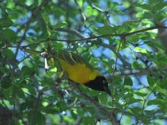 Ploceus intermedius cabanisii