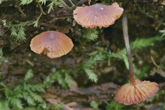Galerina triscopa